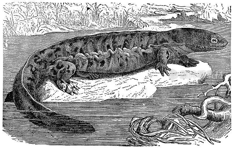 地狱火蜥蜴(隐枝螈)- 19世纪